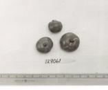 Click for 1 image(s) for this accession. FRUIT